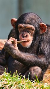 Preview wallpaper chimpanzees, small, sit