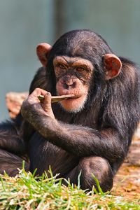 Preview wallpaper chimpanzees, small, sit