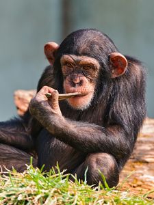 Preview wallpaper chimpanzees, small, sit