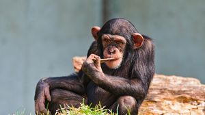 Preview wallpaper chimpanzees, small, sit