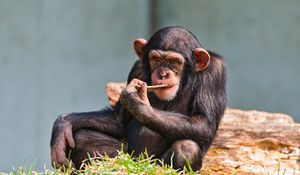 Preview wallpaper chimpanzees, small, sit