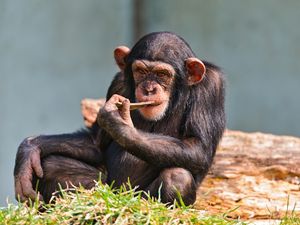 Preview wallpaper chimpanzees, small, sit