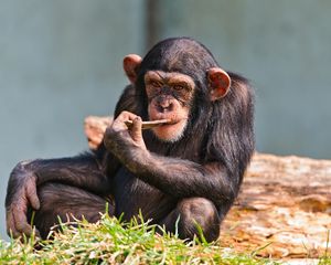 Preview wallpaper chimpanzees, small, sit