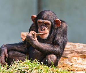 Preview wallpaper chimpanzees, small, sit