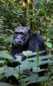 Preview wallpaper chimpanzees, trees, leaves