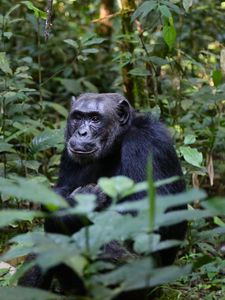 Preview wallpaper chimpanzees, trees, leaves