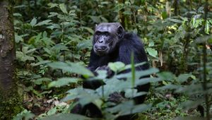 Preview wallpaper chimpanzees, trees, leaves