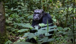 Preview wallpaper chimpanzees, trees, leaves