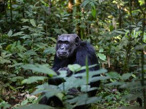 Preview wallpaper chimpanzees, trees, leaves