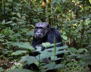 Preview wallpaper chimpanzees, trees, leaves