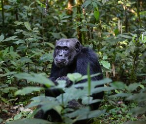 Preview wallpaper chimpanzees, trees, leaves