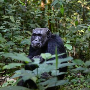 Preview wallpaper chimpanzees, trees, leaves