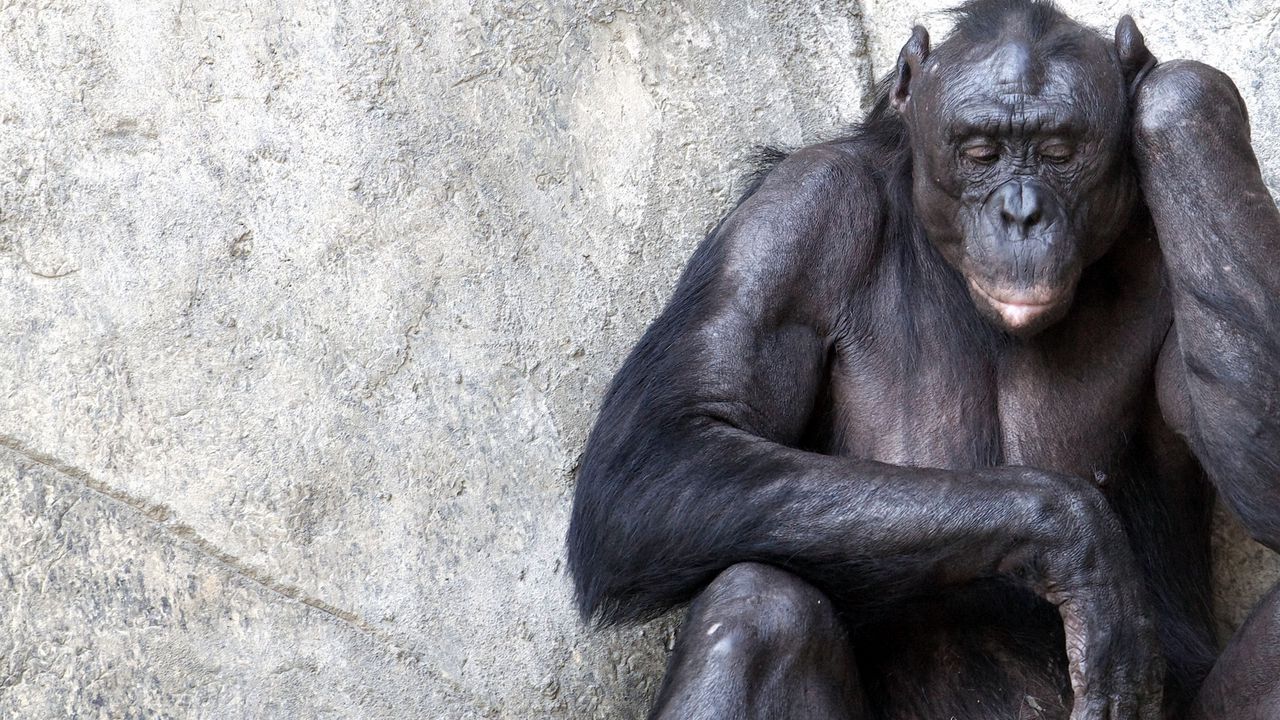 Wallpaper chimpanzees, wall, sitting, monkey, thoughts