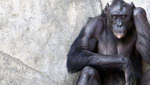 Preview wallpaper chimpanzees, wall, sitting, monkey, thoughts