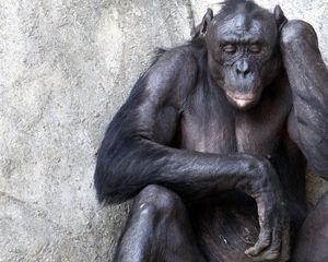 Preview wallpaper chimpanzees, wall, sitting, monkey, thoughts
