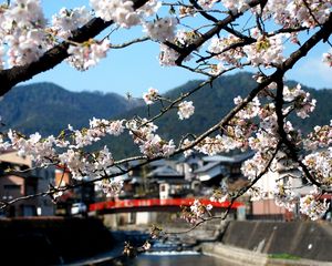 Preview wallpaper china, flowers, branch, blossom