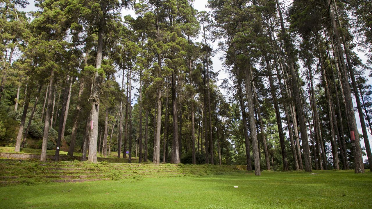 Wallpaper china, yunnan, hua shan, trees