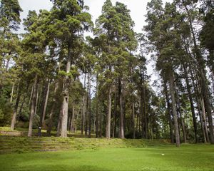 Preview wallpaper china, yunnan, hua shan, trees