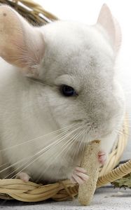 Preview wallpaper chinchilla, rodent, food