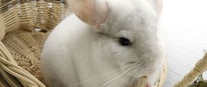 Preview wallpaper chinchilla, rodent, food