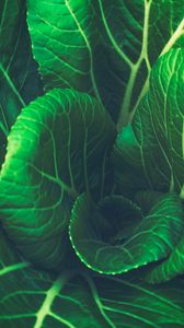 Preview wallpaper chinese cabbage, leaves, vegetable