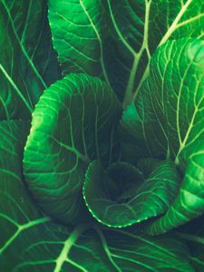 Preview wallpaper chinese cabbage, leaves, vegetable