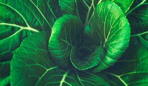 Preview wallpaper chinese cabbage, leaves, vegetable