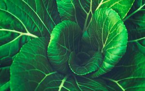 Preview wallpaper chinese cabbage, leaves, vegetable