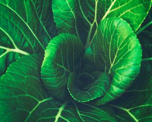 Preview wallpaper chinese cabbage, leaves, vegetable