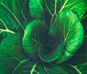 Preview wallpaper chinese cabbage, leaves, vegetable