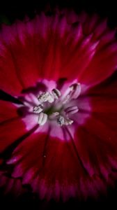 Preview wallpaper chinese carnation, flower, pollen, petals, macro