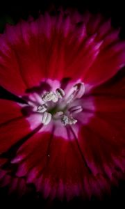 Preview wallpaper chinese carnation, flower, pollen, petals, macro