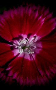 Preview wallpaper chinese carnation, flower, pollen, petals, macro