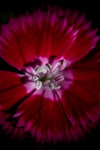 Preview wallpaper chinese carnation, flower, pollen, petals, macro