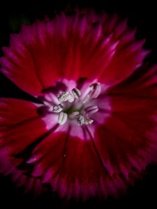 Preview wallpaper chinese carnation, flower, pollen, petals, macro