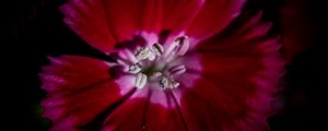 Preview wallpaper chinese carnation, flower, pollen, petals, macro