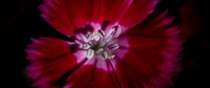 Preview wallpaper chinese carnation, flower, pollen, petals, macro