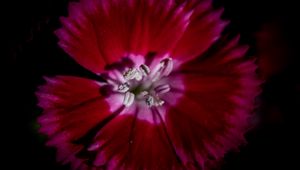 Preview wallpaper chinese carnation, flower, pollen, petals, macro