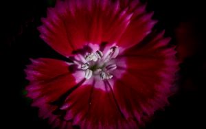 Preview wallpaper chinese carnation, flower, pollen, petals, macro