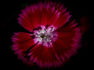 Preview wallpaper chinese carnation, flower, pollen, petals, macro