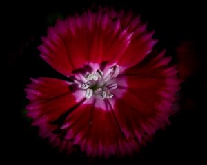 Preview wallpaper chinese carnation, flower, pollen, petals, macro