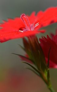 Preview wallpaper chinese carnation, flowers, close up, buds