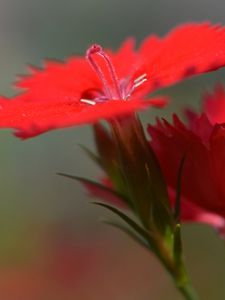 Preview wallpaper chinese carnation, flowers, close up, buds