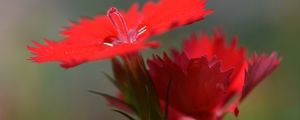 Preview wallpaper chinese carnation, flowers, close up, buds