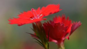 Preview wallpaper chinese carnation, flowers, close up, buds