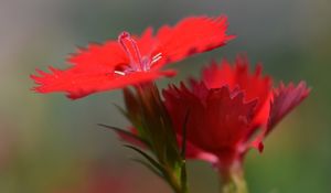 Preview wallpaper chinese carnation, flowers, close up, buds