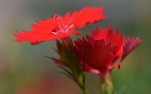 Preview wallpaper chinese carnation, flowers, close up, buds