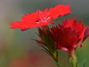 Preview wallpaper chinese carnation, flowers, close up, buds