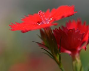 Preview wallpaper chinese carnation, flowers, close up, buds