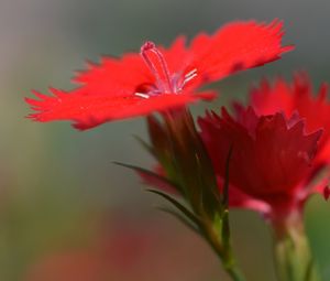 Preview wallpaper chinese carnation, flowers, close up, buds